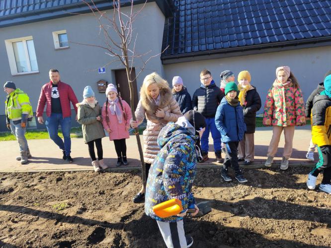 Rozpoczęło się zasadzanie drzew wzdłuż remontowanej ulicy Moniuszki. 